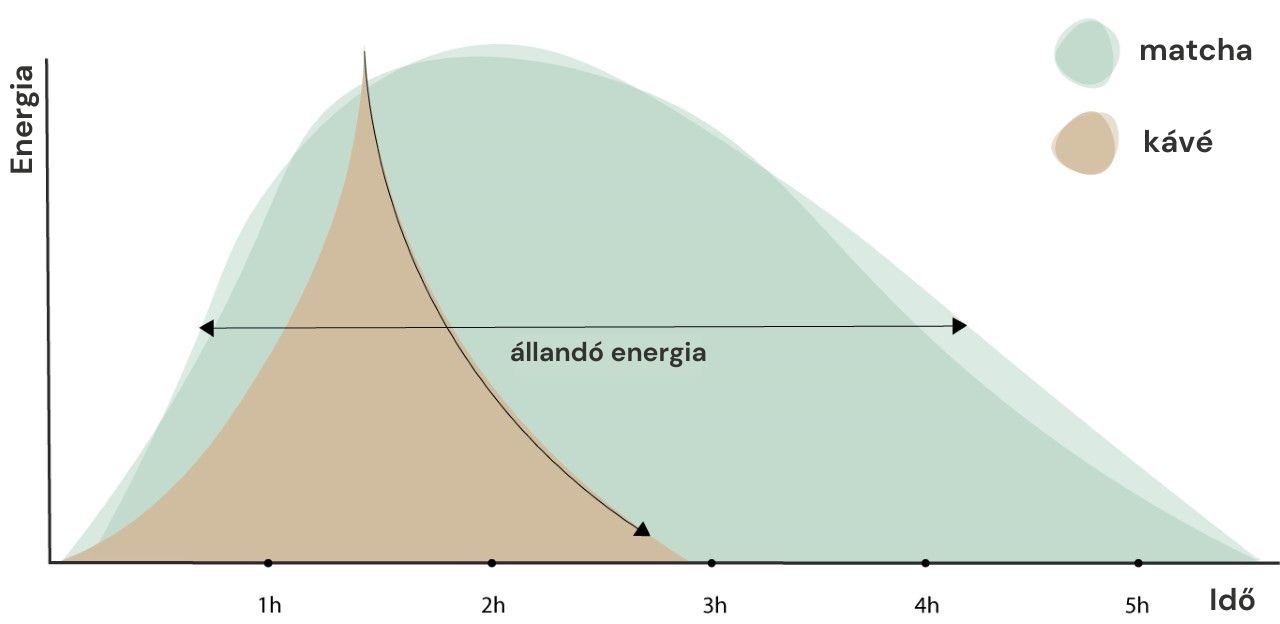 Egy pasztell színű diagram, amely bemutatja a különbséget a japán matcha zöld tea és a kávé között